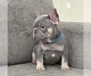 French Bulldog Puppy for sale in HESPERIA, CA, USA