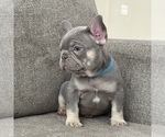 Image preview for Ad Listing. Nickname: Litter of 3