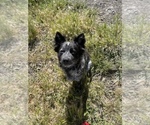 Small Photo #1 Australian Stumpy Tail Cattle Dog Puppy For Sale in PINOLE, CA, USA