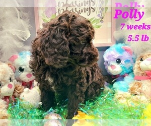Labradoodle-Poodle (Standard) Mix Puppy for sale in MILLVILLE, MN, USA