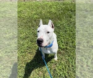 Argentinian Mastiff Dogs for adoption in Forestville, MD, USA