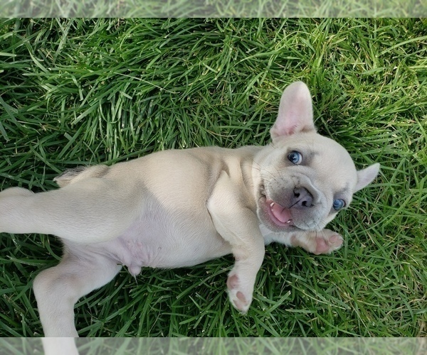 Medium Photo #9 French Bulldog Puppy For Sale in PASCO, WA, USA