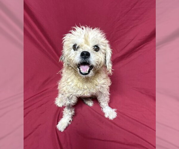 Medium Photo #2 Shih Tzu-Unknown Mix Puppy For Sale in Redlands, CA, USA