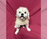 Small #1 Shih Tzu Mix