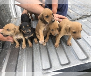 Black and Tan Coonhound Puppy for sale in ELDRIDGE, MO, USA