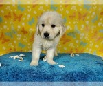 Small Photo #19 English Cream Golden Retriever Puppy For Sale in PEYTON, CO, USA