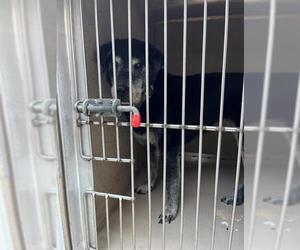 Labrador Retriever-Unknown Mix Dogs for adoption in Louisville, KY, USA