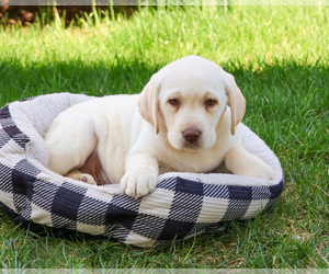 Labrador Retriever Puppy for Sale in SYRACUSE, Indiana USA