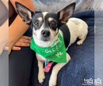Small #4 Chihuahua Mix