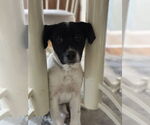 Small #4 Border Collie-Pointer Mix