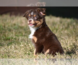 Miniature Australian Shepherd Puppy for sale in PALM COAST, FL, USA