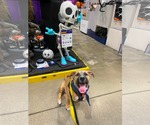Small Photo #10 Mutt Puppy For Sale in Derwood, MD, USA