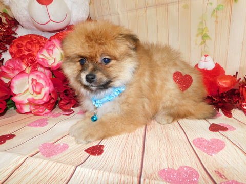 Medium Photo #1 Yoranian Puppy For Sale in HAMMOND, IN, USA