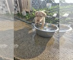 Small #12 Labrador Retriever