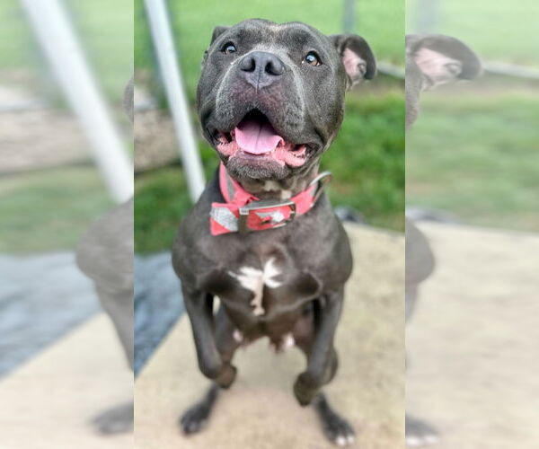 Medium Photo #2 American Pit Bull Terrier-Unknown Mix Puppy For Sale in Jefferson, WI, USA