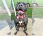Small #1 American Pit Bull Terrier Mix
