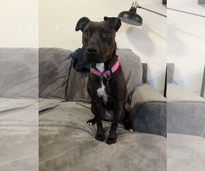 Mutt Dogs for adoption in  Gainesville, FL, USA