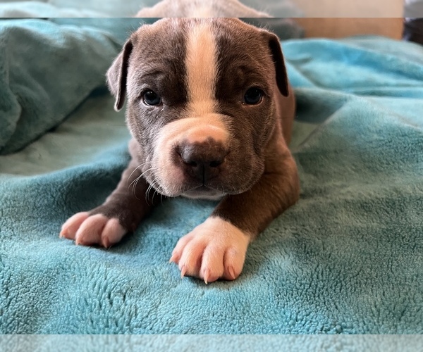 Medium Photo #1 American Bully Puppy For Sale in TACOMA, WA, USA