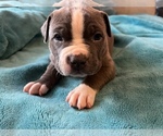 Small Photo #1 American Bully Puppy For Sale in TACOMA, WA, USA