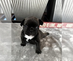 French Bulldog Puppy for sale in LONGS, SC, USA