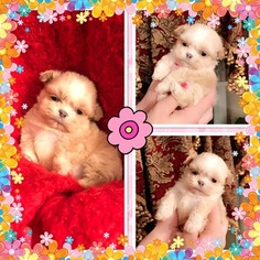 Shih Tzu Puppy for sale in BELLEVIEW, FL, USA
