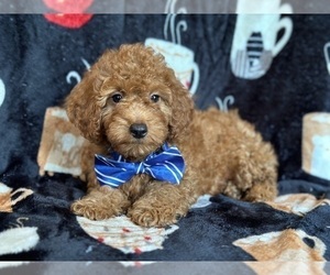 Goldendoodle (Miniature) Puppy for sale in LAKELAND, FL, USA