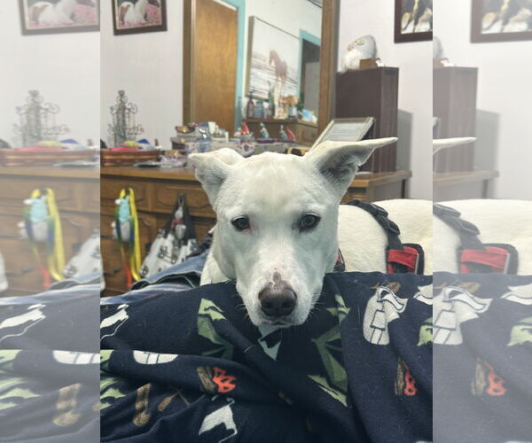 Medium Photo #4 Mutt Puppy For Sale in Rockaway, NJ, USA