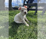 Small #1 Siberian Husky Mix
