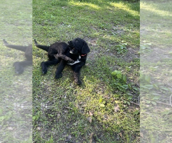 Medium Photo #35 Labradoodle Puppy For Sale in KIRKSVILLE, MO, USA