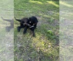 Small Photo #35 Labradoodle Puppy For Sale in KIRKSVILLE, MO, USA