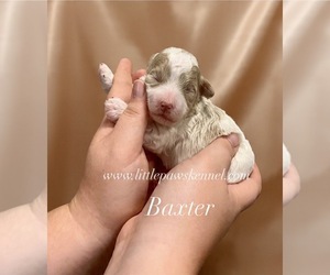 Maltipoo (Miniature) Puppy for sale in WINNSBORO, LA, USA