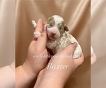 Small Maltipoo (Miniature)