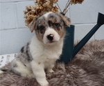 Small Photo #5 Anatolian Shepherd-Cardigan Welsh Corgi Mix Puppy For Sale in HONEY BROOK, PA, USA