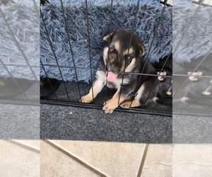 Australian Shepherd-German Shepherd Dog Mix Puppy for sale in ODEM, TX, USA