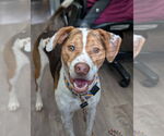 Small #18 Beagle Mix