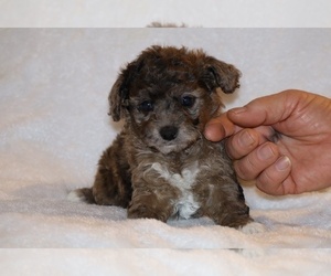 Poodle (Toy) Puppy for sale in DYERSBURG, TN, USA