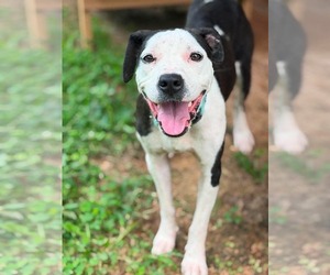 Mutt Dogs for adoption in Rustburg, VA, USA