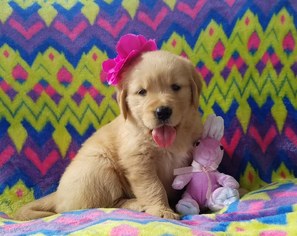 Golden Retriever Puppy for sale in ALLEGRE, KY, USA