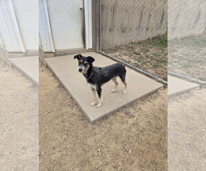 Mutt Dogs for adoption in Maquoketa, IA, USA