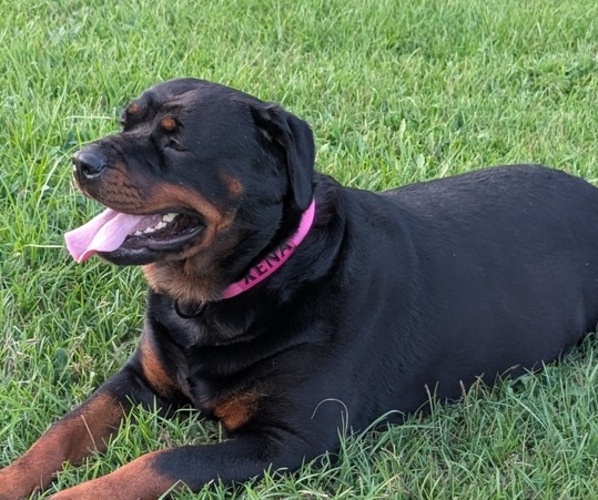 Medium Photo #1 Rottweiler Puppy For Sale in BENSON, NC, USA