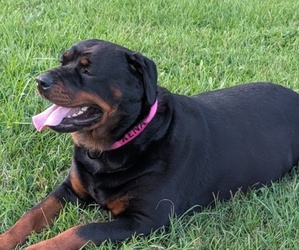 Mother of the Rottweiler puppies born on 08/28/2025