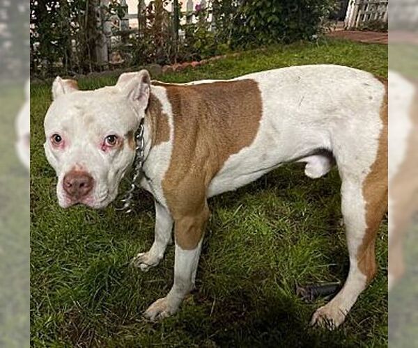 Medium Photo #4 American Pit Bull Terrier Puppy For Sale in Dana Point, CA, USA