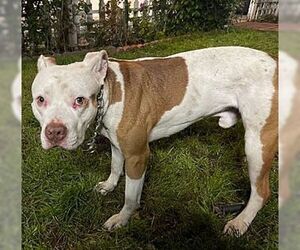 Spot - Male American Pit Bull Terrier Dog for Adoption - Photo #4
