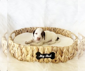 Dachshund Puppy for sale in DAVIS, CA, USA