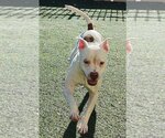 Small Photo #12 American Pit Bull Terrier-Unknown Mix Puppy For Sale in Rockwall, TX, USA