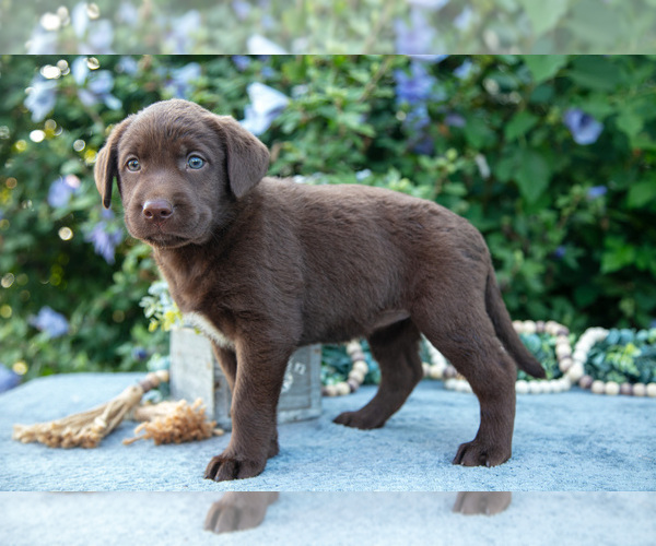 Medium Photo #3 Labrador Retriever Puppy For Sale in BLUFFTON, IN, USA