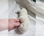 Small #38 Labrador Retriever