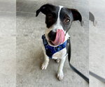 Small #8 Mutt