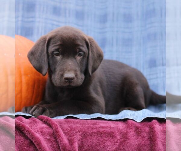Medium Photo #2 Labrador Retriever Puppy For Sale in ELLIOTTSBURG, PA, USA