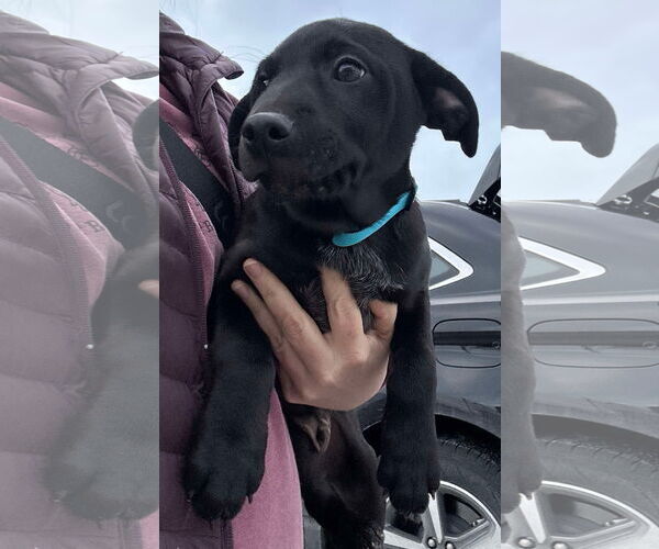 Medium Photo #19 Mutt Puppy For Sale in Germantown, OH, USA